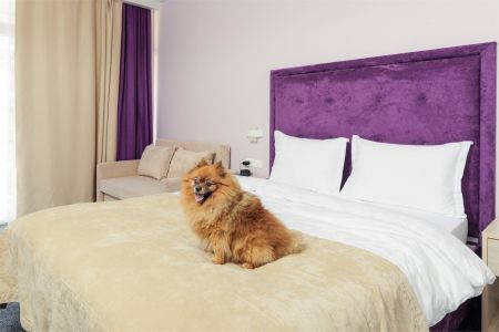 Junior with balcony (dog friendly)