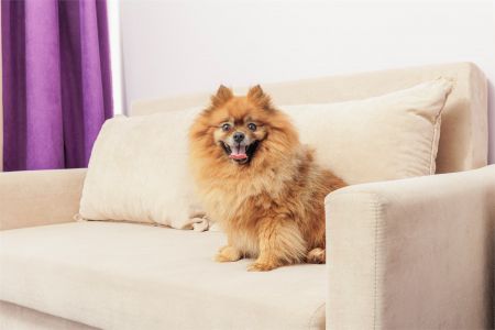 Junior with balcony (dog friendly)