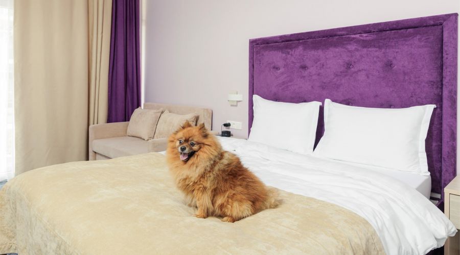 Junior with balcony (dog friendly)