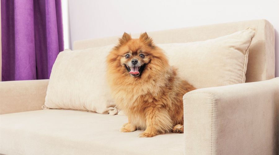 Junior with balcony (dog friendly)